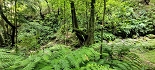 Plants: image 21 Of 208 Thumb